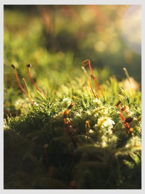 Mossy World