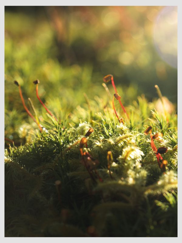 Mossy World