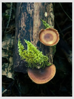 Mountain Moss