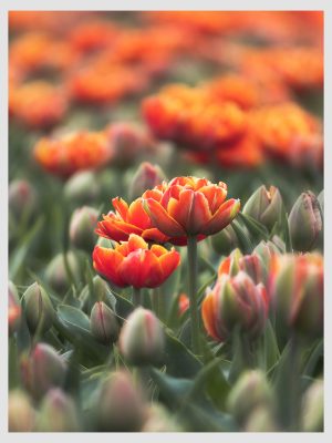 Oranje Tulp