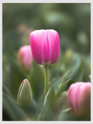 Reborn Tulip