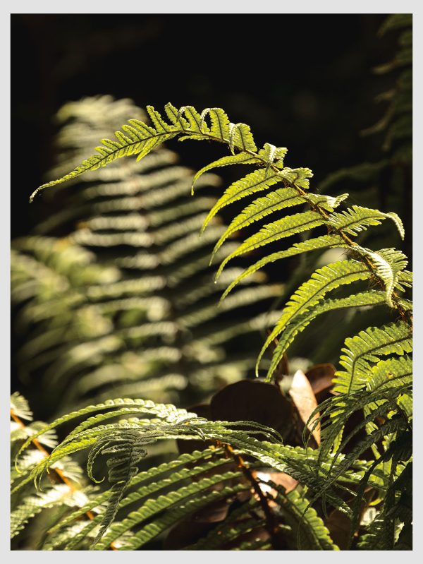 Tropical Fern